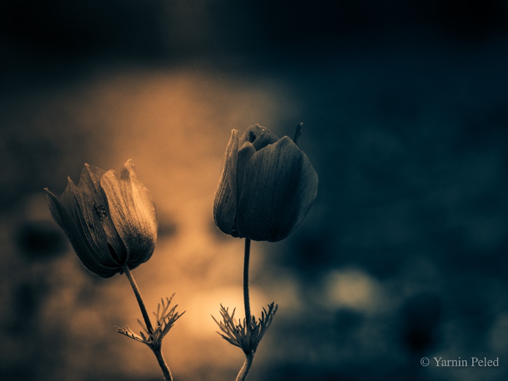 Golden Anemones Fine Art Photography by Yarnin Peled